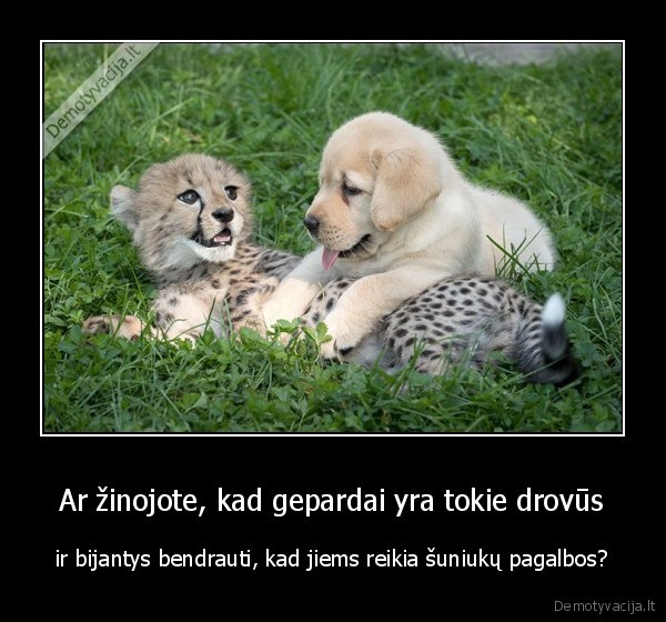 gepardai,gepardas,suo,suniukas,pagalba