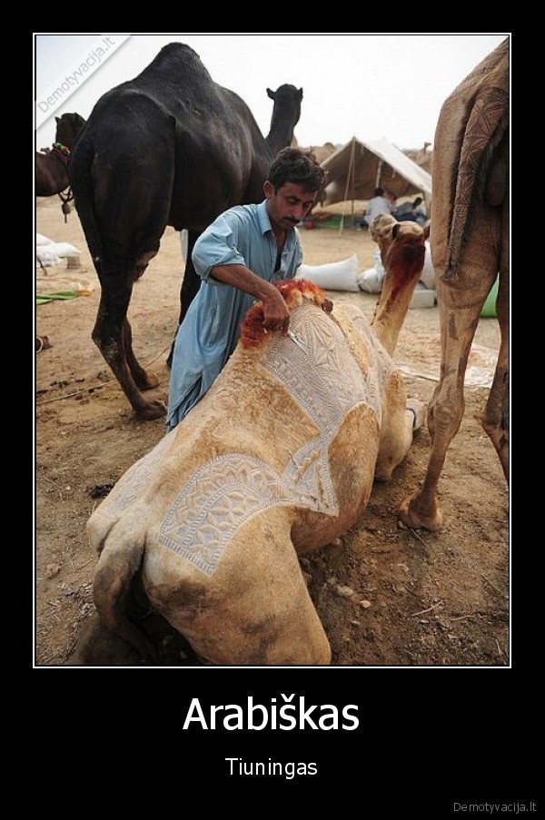 tiuningas,kupranugaris