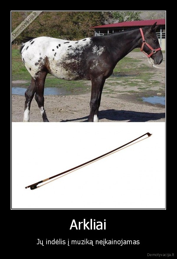 arkliai,muzika,smiciaus, plaukai,is, arklio, uodegos,ner, arkliu, styginiams, oioi