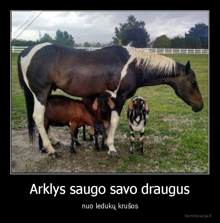 krusa,lietus,draugai,arklys,saugo