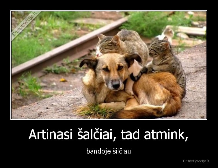 salciai,katinas,suo,siluma