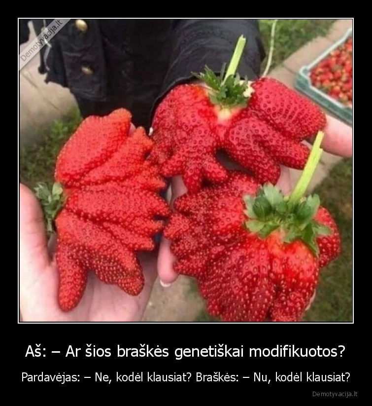 braskes,gmo,pardavimas