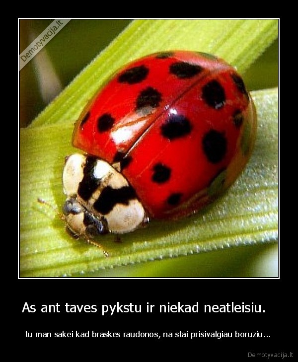As ant taves pykstu ir niekad neatleisiu.  