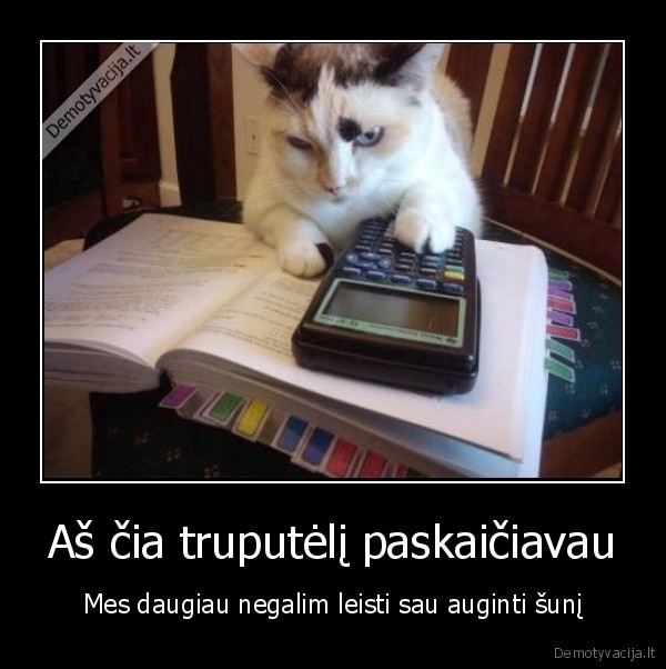 katinas,matematikas