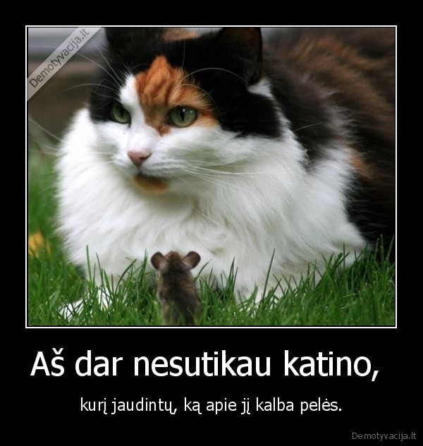 Aš dar nesutikau katino, 