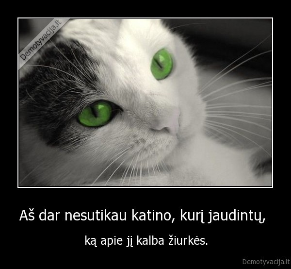 Aš dar nesutikau katino, kurį jaudintų, 