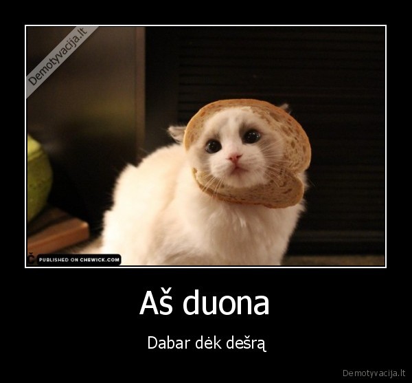 protingas, katinas,duona,sumustinis