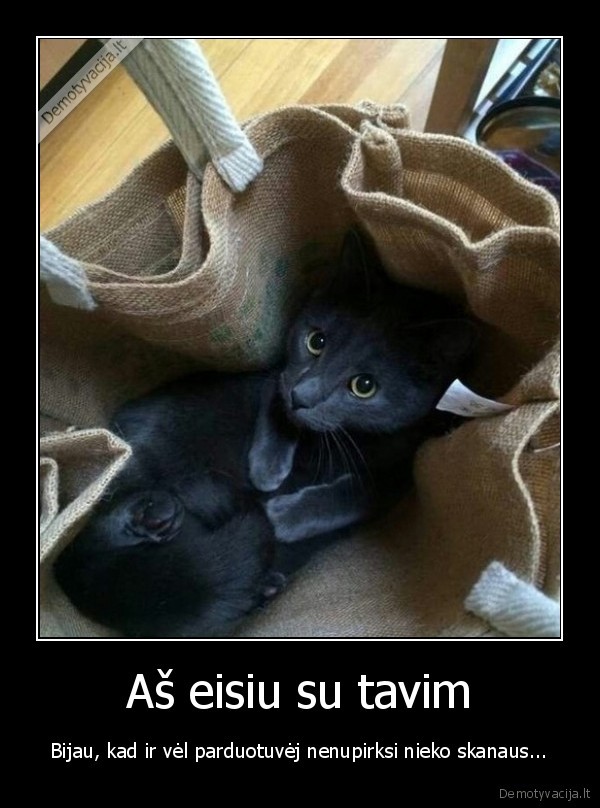 juokingas, kaciukas,mielas, kaciukas,kaciukas, taseje