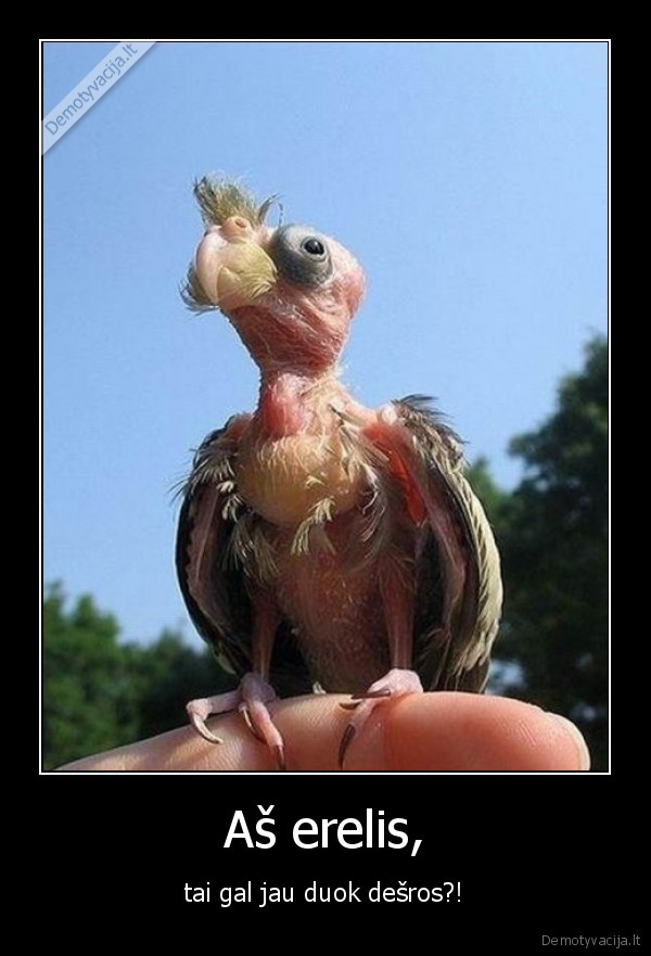 kubilius, neduoda, desros