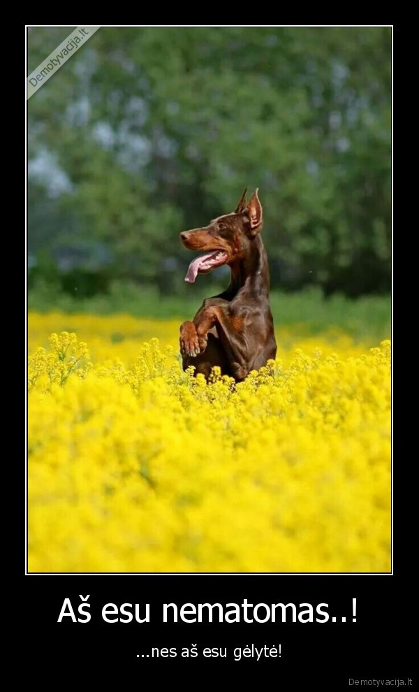 suo,dobermanas,geles,gele,nematomas