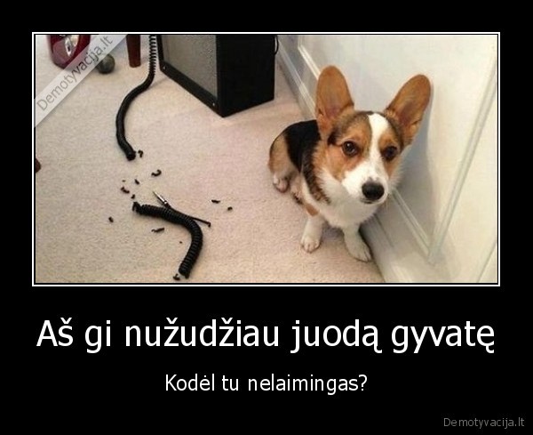 juoda, gyvate,nuzudziau, gyvate,nelaimingas,suniukas