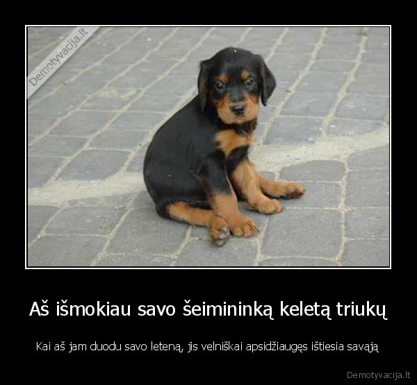 Aš išmokiau savo šeimininką keletą triukų