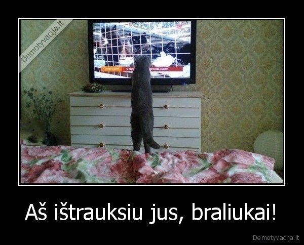 katinas,tv