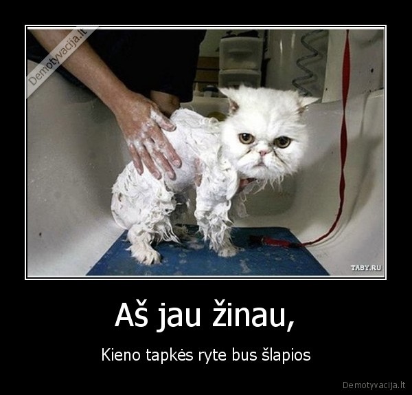 kate,maudytis,vanduo,rytas,slapia