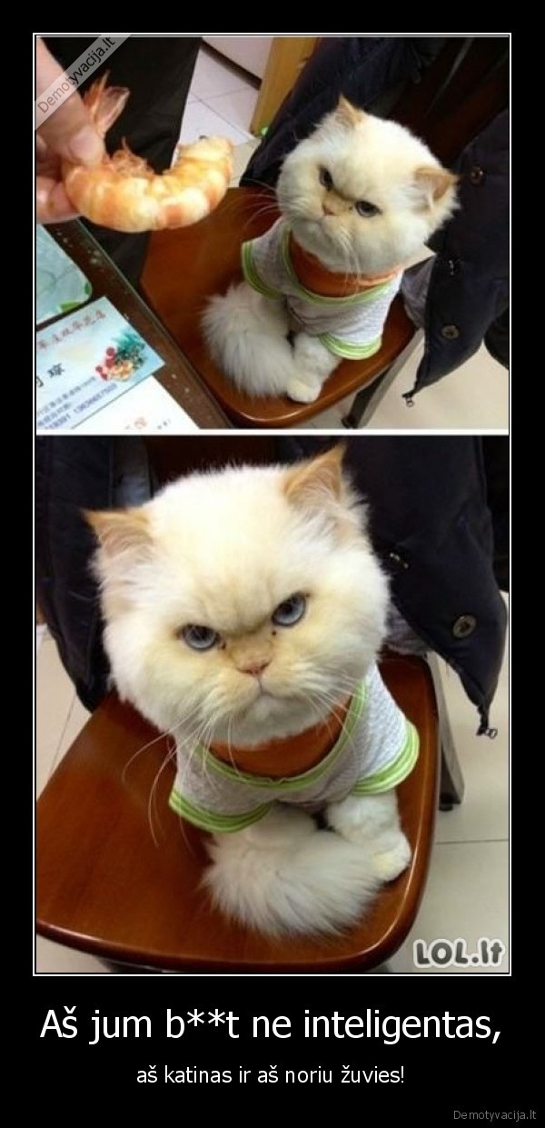 Aš jum b**t ne inteligentas,
