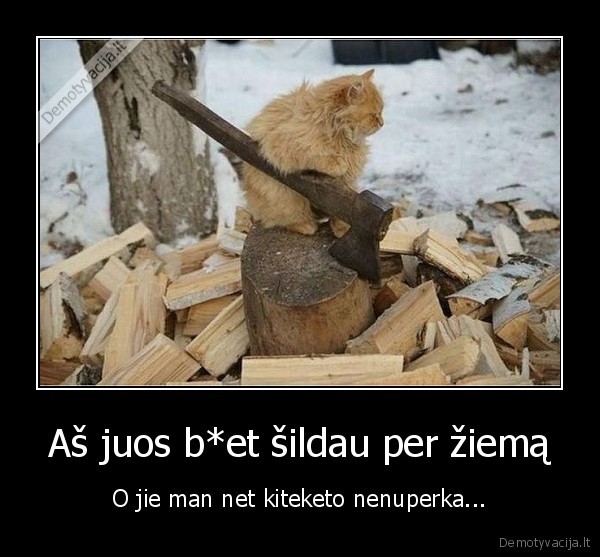 susimastes, katinas,juokingas, katinas