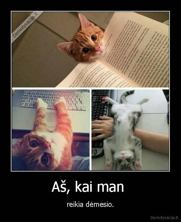 mielas, kaciukas,kaciukas,juokingas, kaciukas,demesys