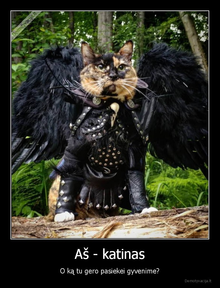 katinas,augintiniai,gyvunai,pasiekimai