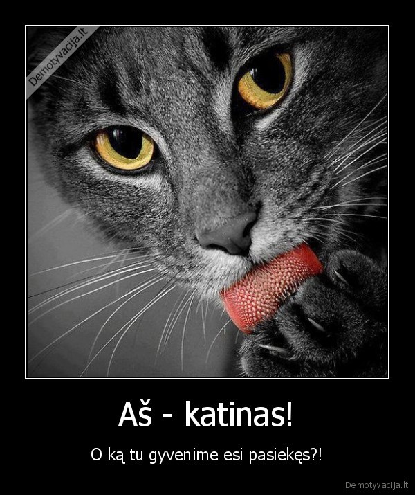 katinas,valdovas,pasiekimai