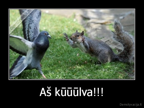 karolukas,dzin,kulva,kaip, ir,tevas,durnas