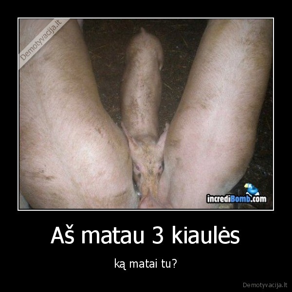 Aš matau 3 kiaulės