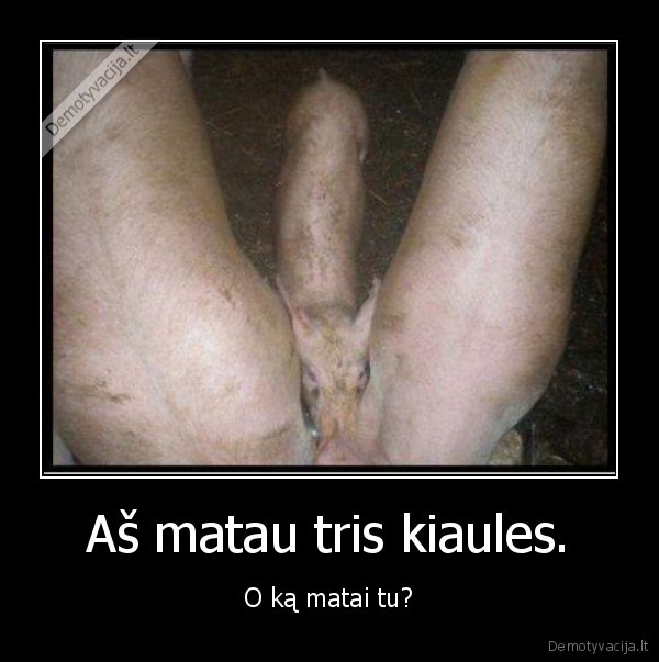 Aš matau tris kiaules.