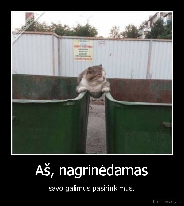 pasirinkimas,konteineris,kate,katinas