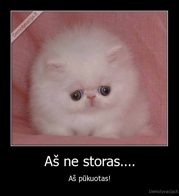 sotras, katinas, juokinga, grazu, miela