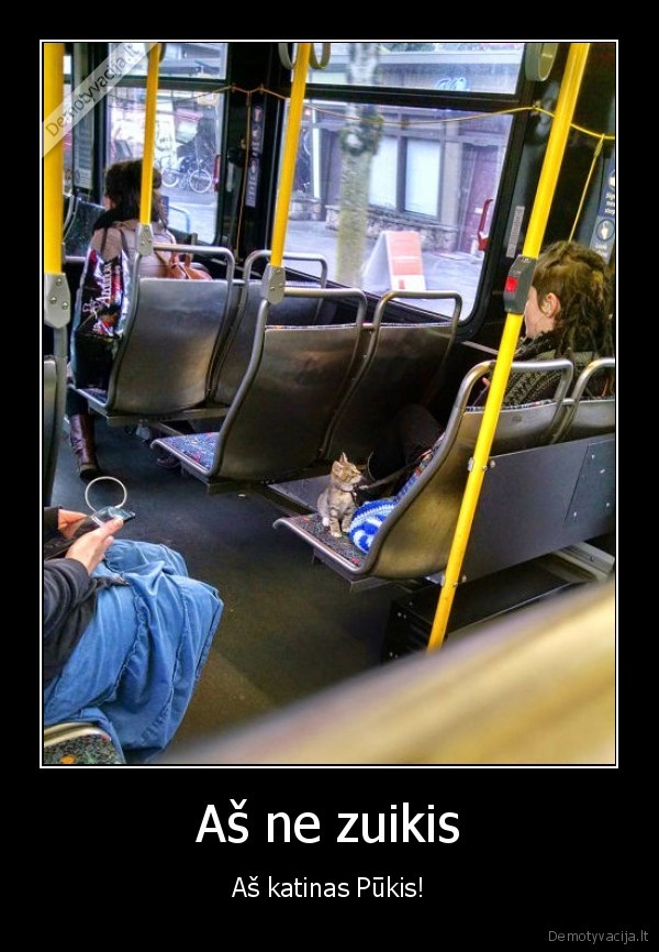 zuikis,vaziuoja, be, bilieto,vaziuoja, zuikiu,kaciukas, autobuse