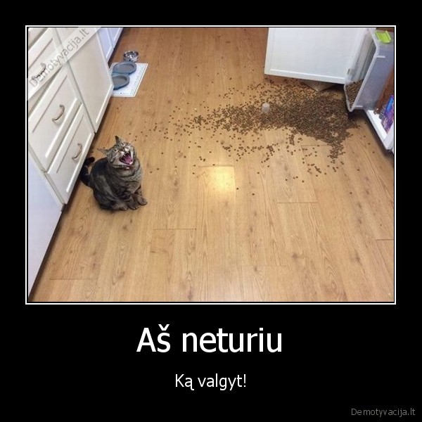 piktas, katinas,blogas, katinas