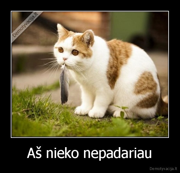 Aš nieko nepadariau