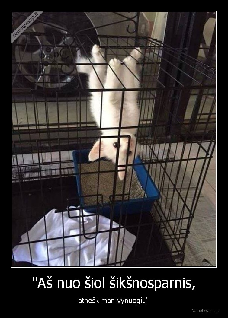 kate,katinas,kaciukas,siksnosparnis,vynuoges