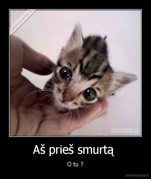 stop, musti, gyvunus