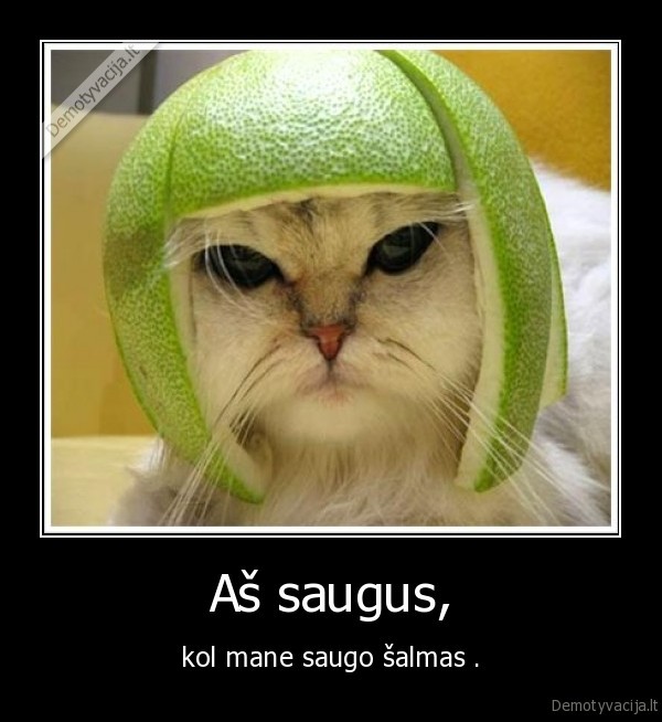 salmas,katinas,lol