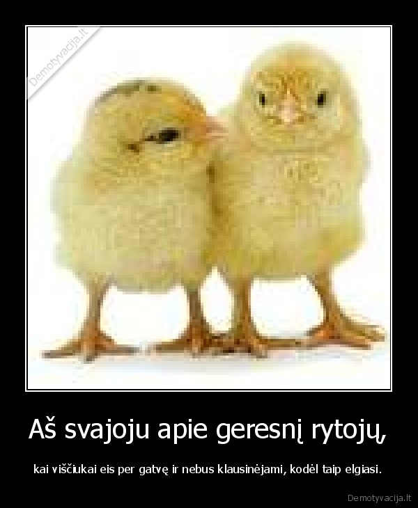 rytojus,gatve,visciukai