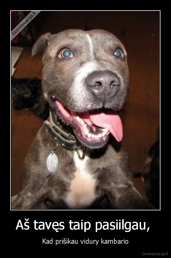 suo,kate,gyvunai,augintiniai