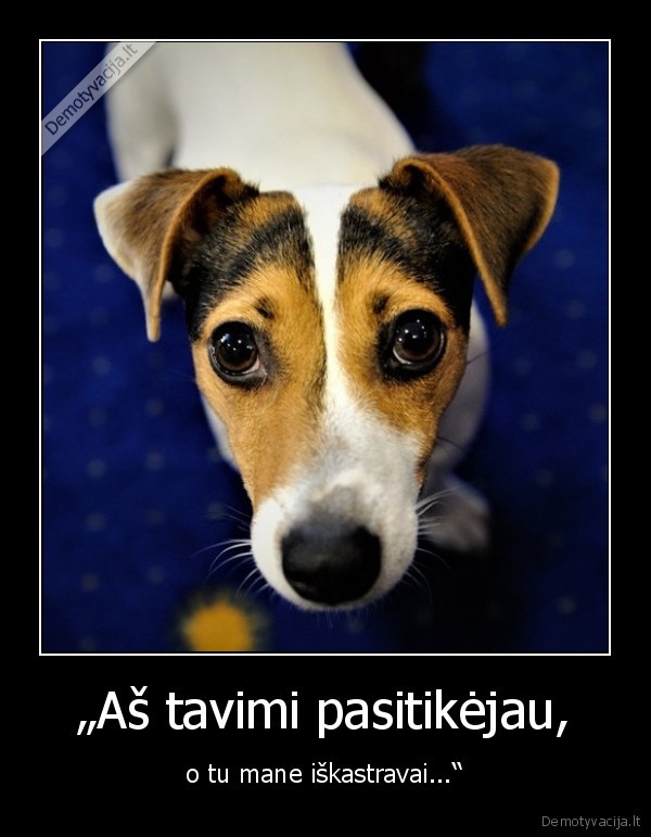 suo,kastruotas, suo,mielas, suo