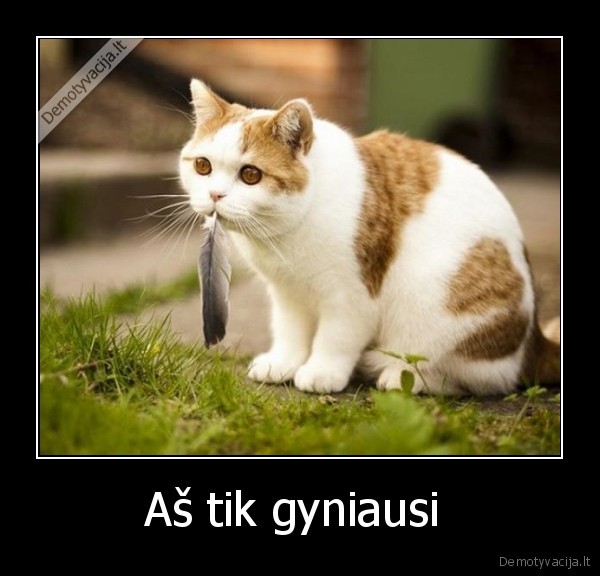 jis, pirmas, pradejo,tai, ne, kanarele, o, peliukas