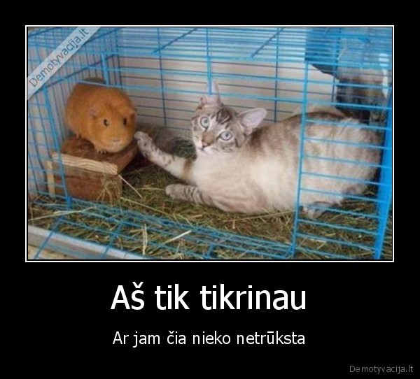 katinas,ziurkenas,maistas