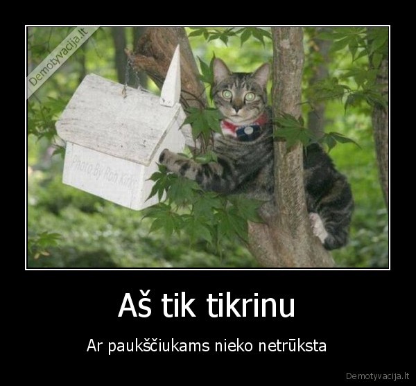 draugiskas, katinas,inkilas