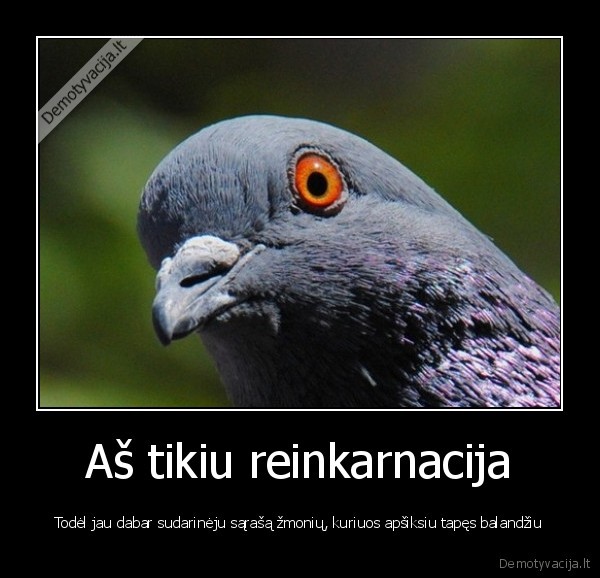 reinkarnacija,balandis,apsiko, galva
