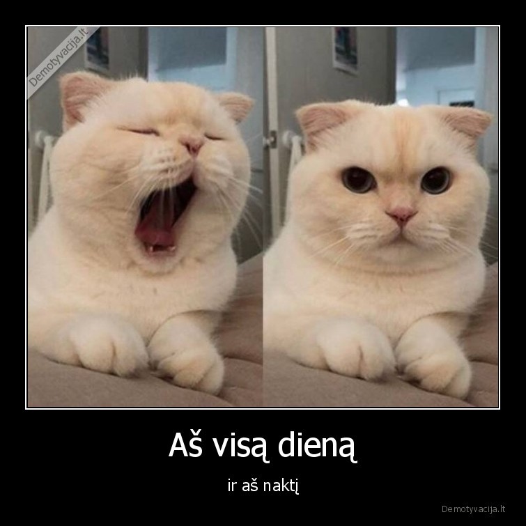 naktis,diena,miegas,katinas