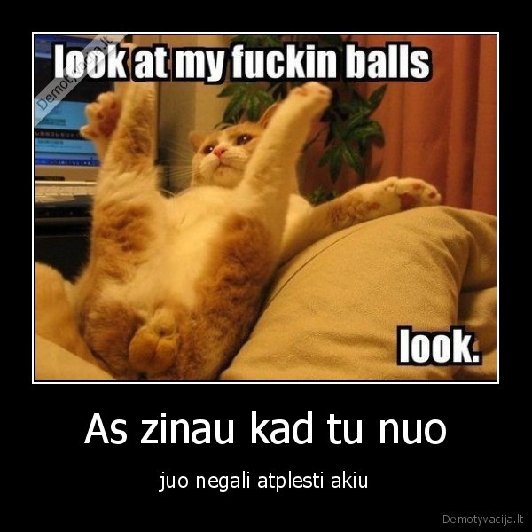 dideli, katino, kiausai,katinas,kiausiniai