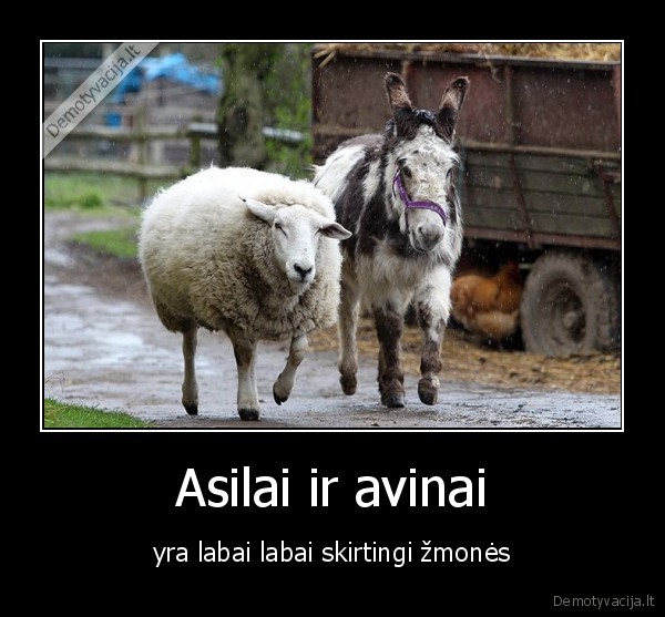 Asilai ir avinai