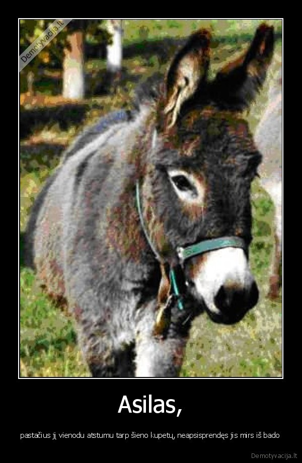 asilas,kupeta