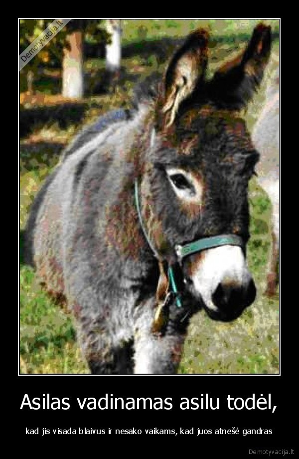 Asilas vadinamas asilu todėl,