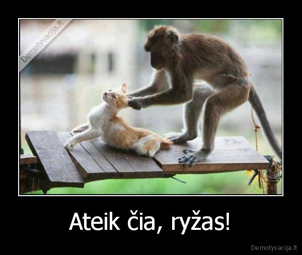 pikta, bezdzione,ryzas, katinas