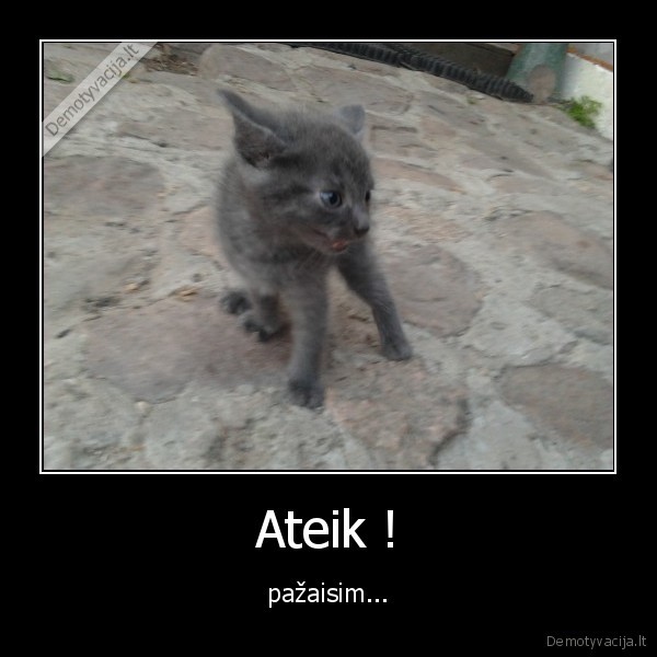 pikts, katins, siaus, nugara