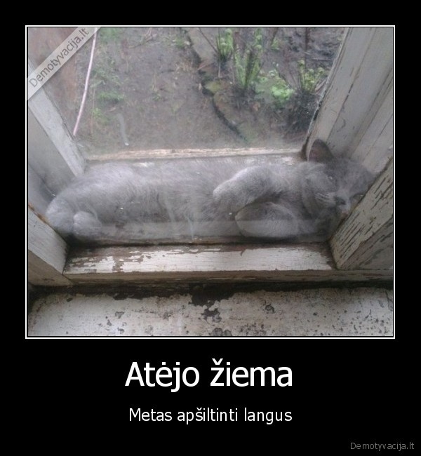 katinas, tarp, langu,langu, siltinimas,salti, orai