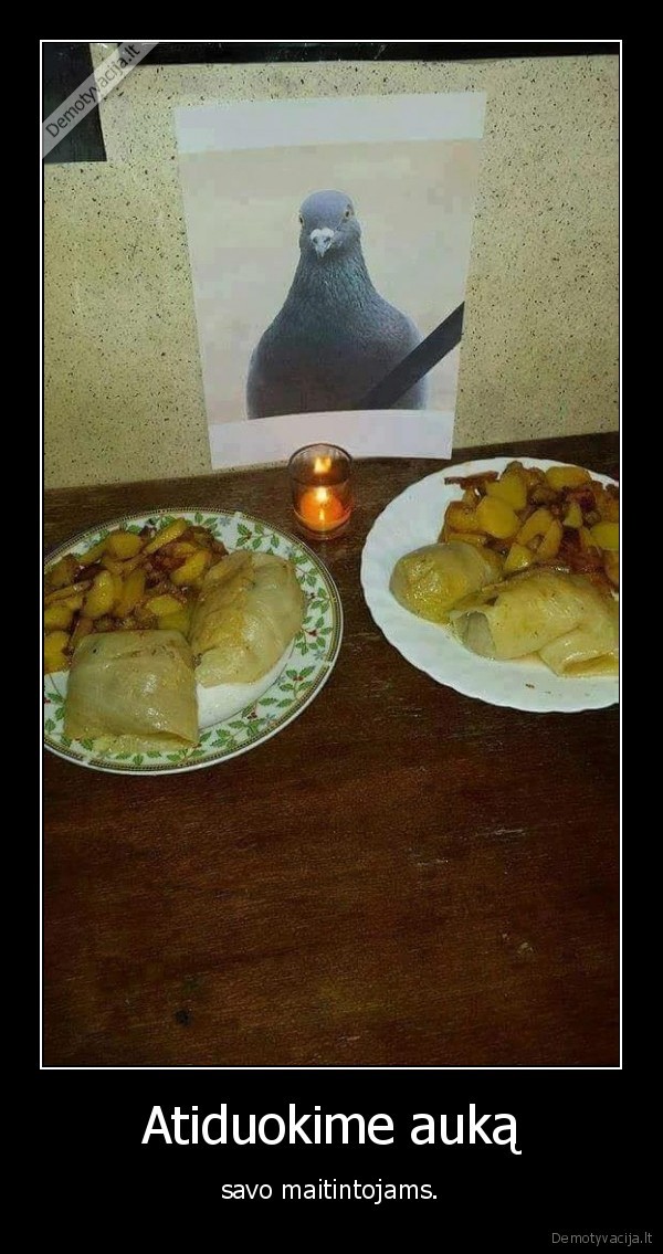 balandis,balandeliai,maistas,auka,maitintojas